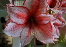 Amaryllis Charisma
